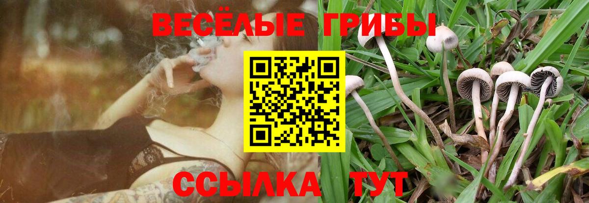где купить наркотик  Буйнакск  Галлюциногенные грибы MAGIC MUSHROOMS 